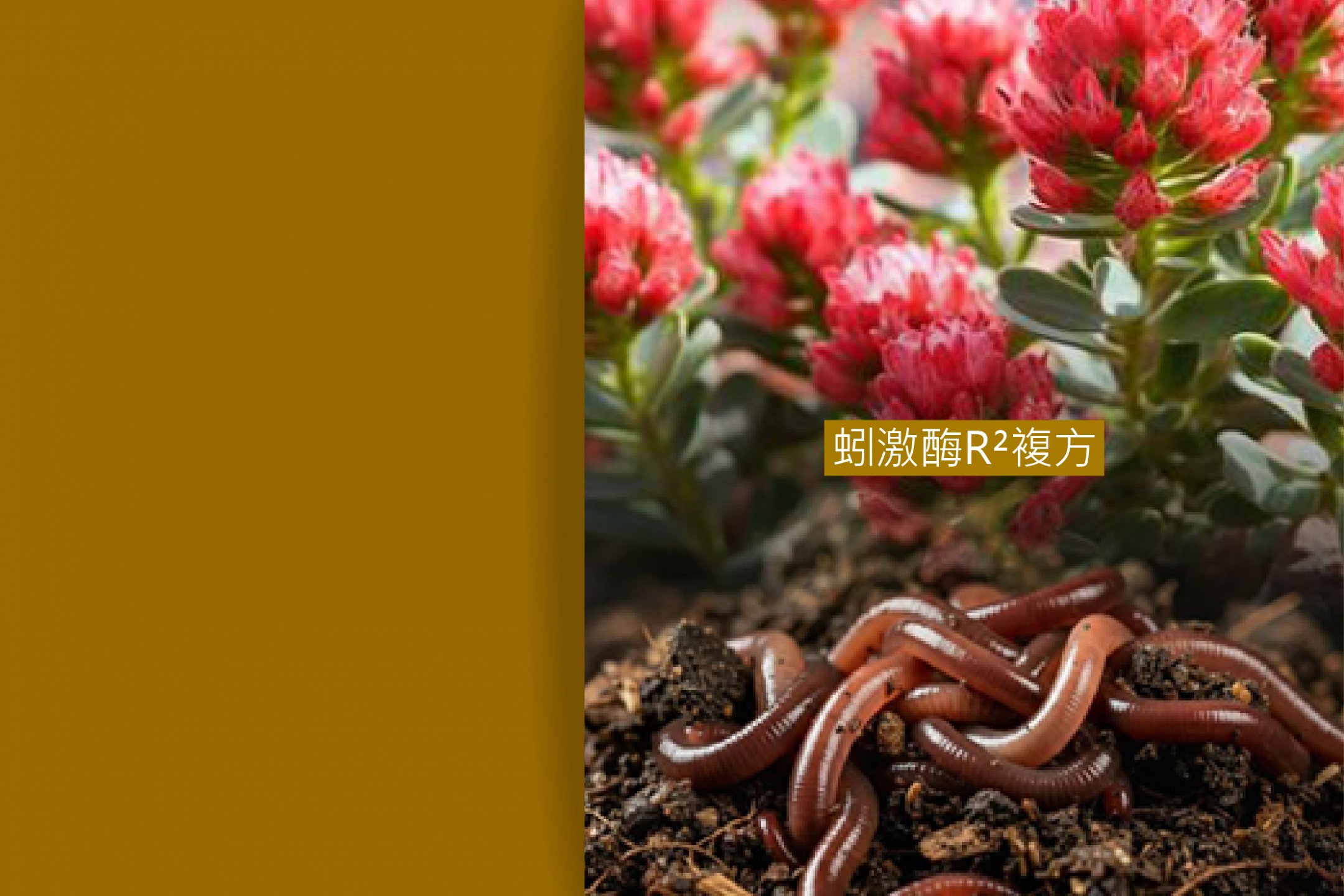 日本專利紅蚯蚓SK末 Eisenia fetida