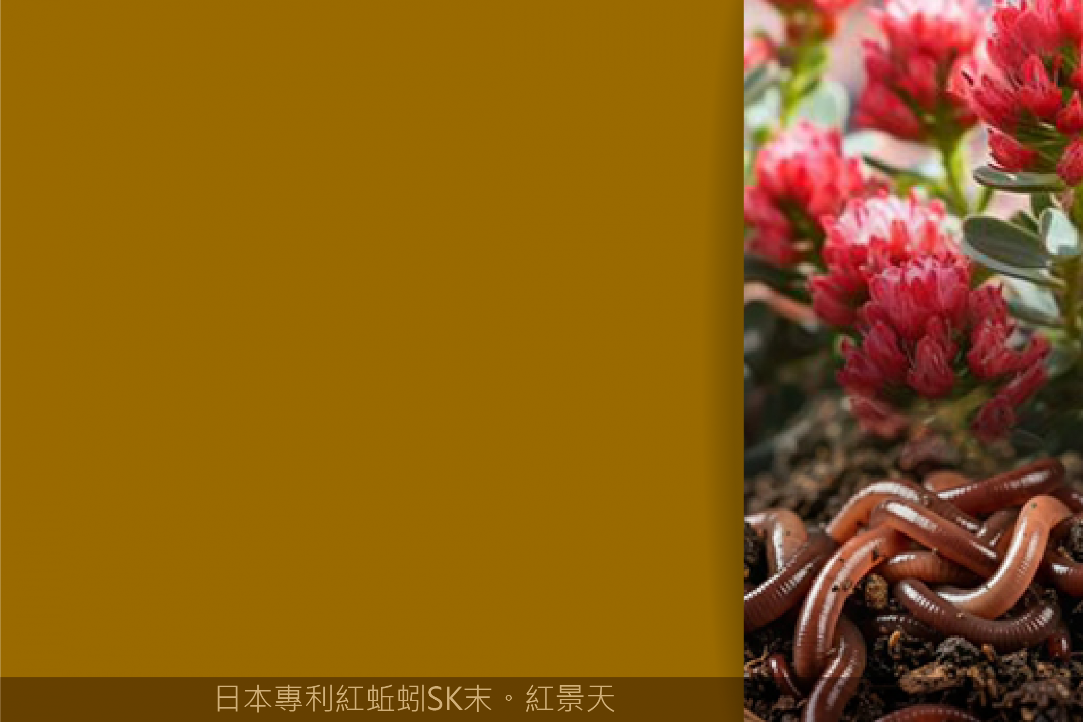 日本專利紅蚯蚓SK末 Eisenia fetida